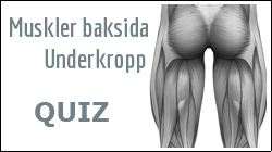 Muskler baksida underkropp