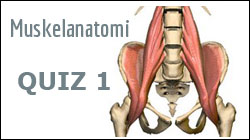Muskelanatomi quiz 1