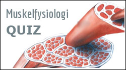 Muskelfysiologi