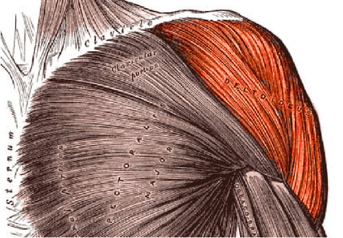 M. Deltoideus