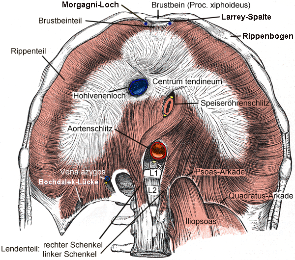 M. Diaphragma