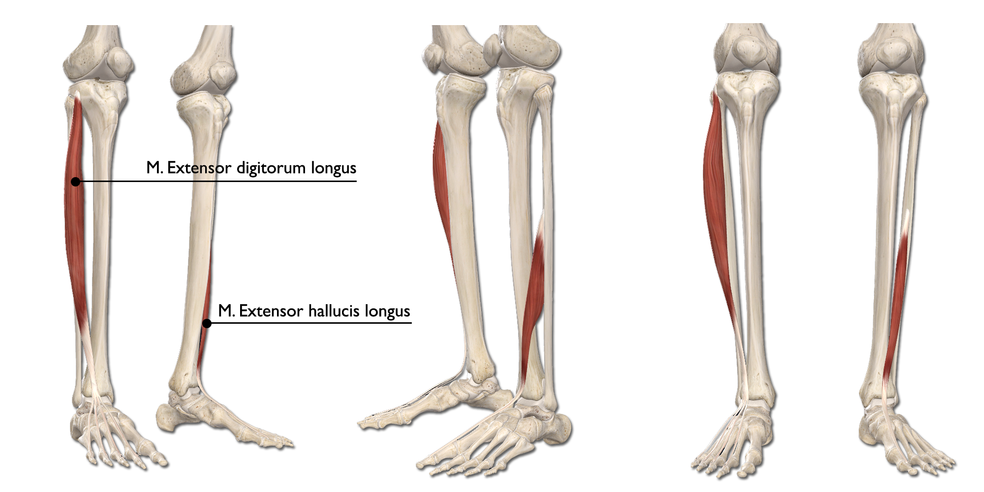 M. Extensor digitorum longus