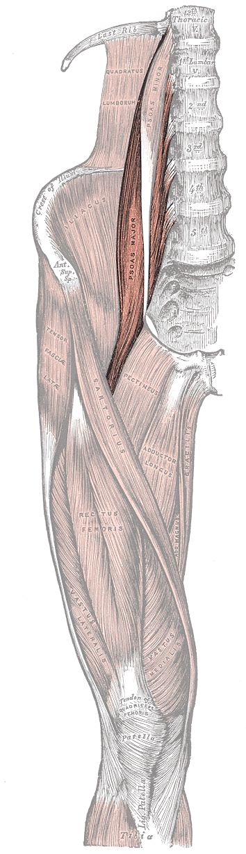 M. Iliopsoas