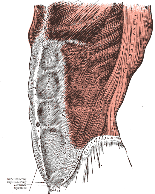 M. Obliquus externus abdominis