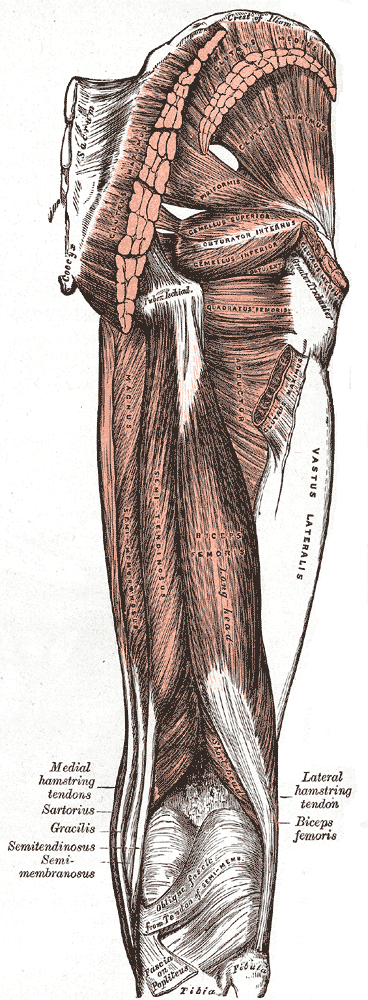 M. Ischiocrurales (Hamstring)