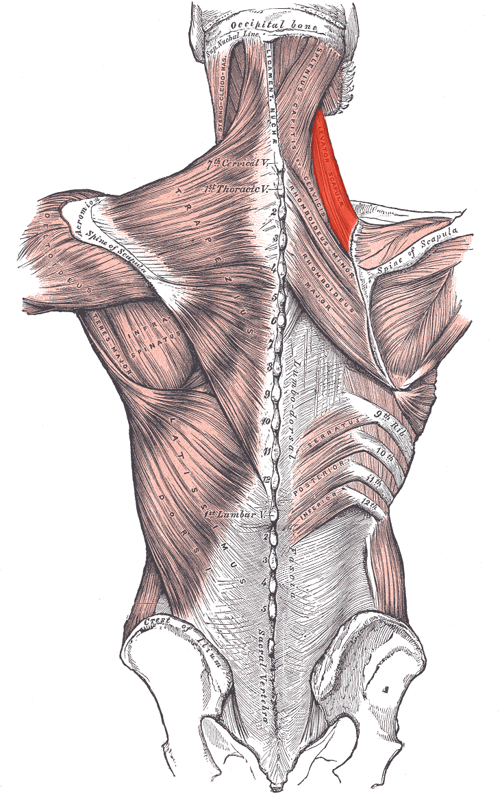 M. Levator scapula