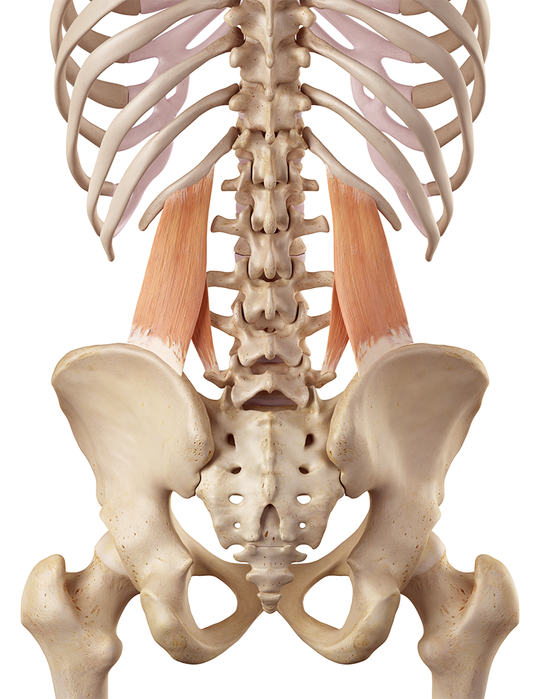 M. Quadratus lumborum