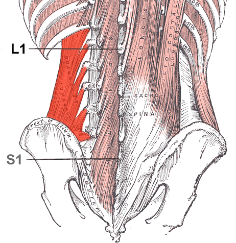 M. Quadratus lumborum