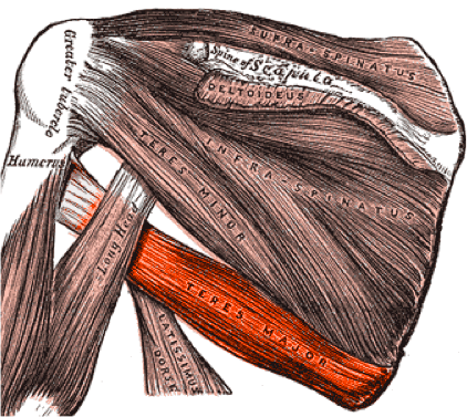 M. Teres major