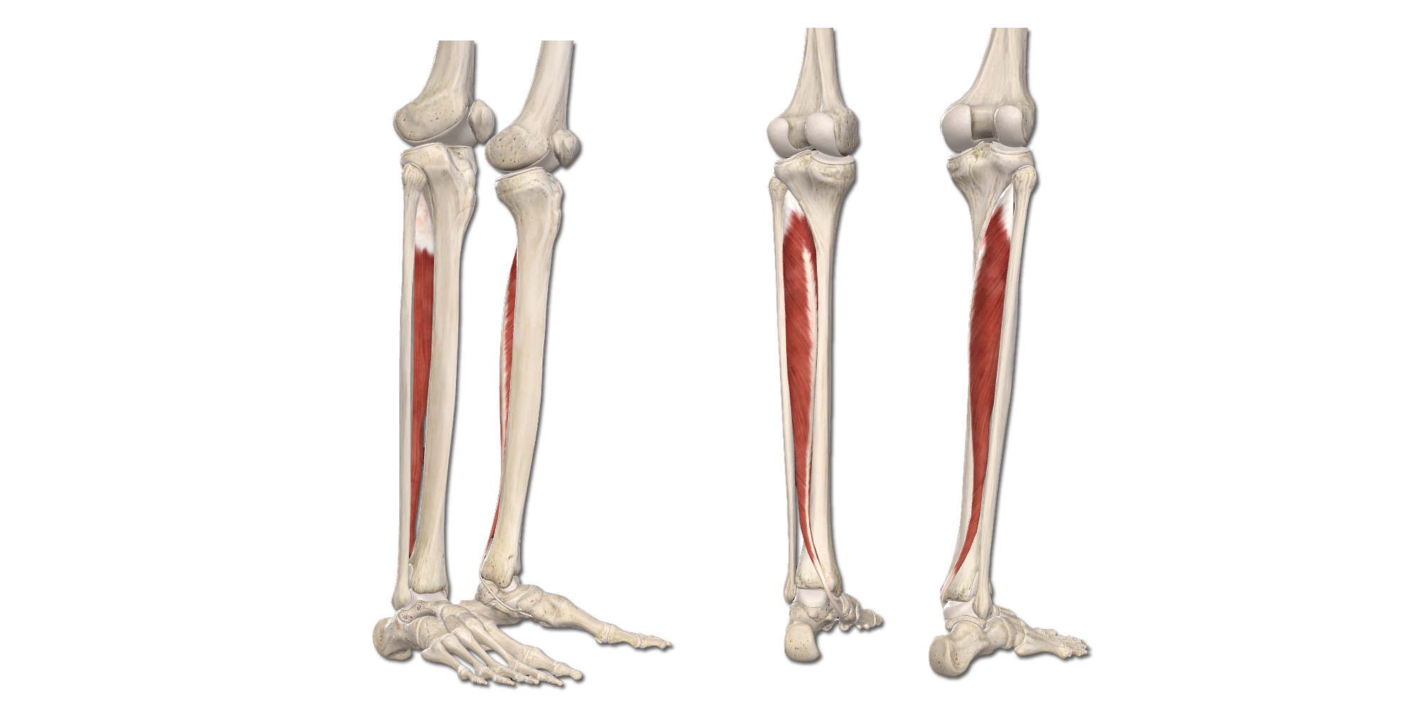 M. Tibialis posterior