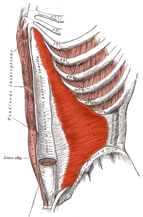 M. Transversus abdominis
