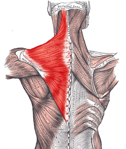 M. Trapezius