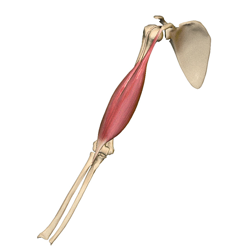 M. Biceps brachii
