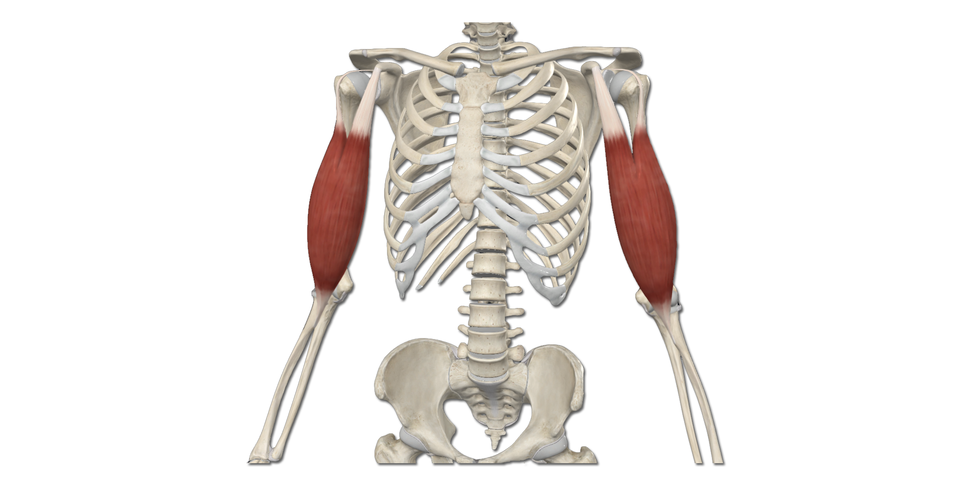 M. Biceps brachii