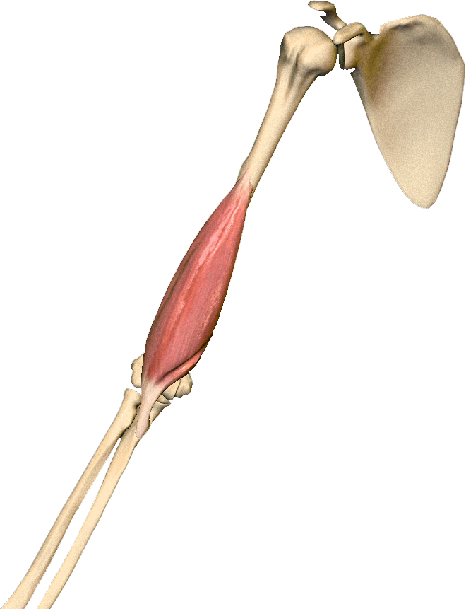 M. Brachialis
