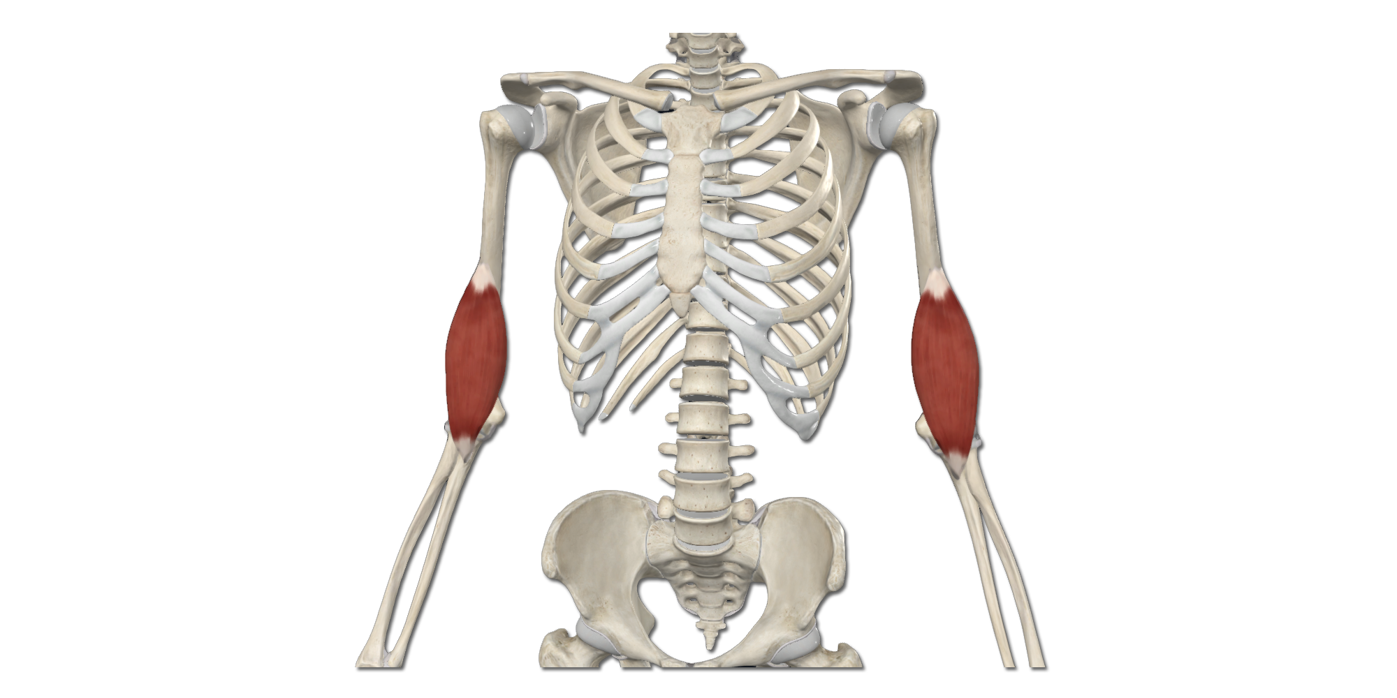 M. Brachialis