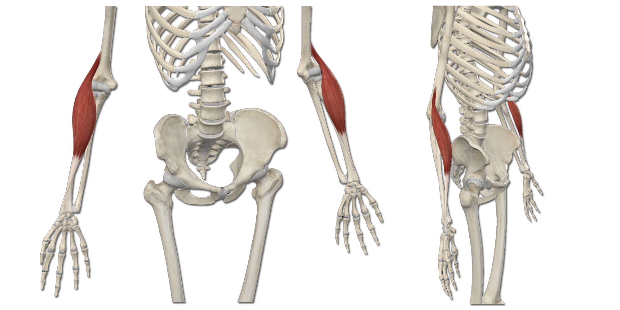 M. Brachioradialis