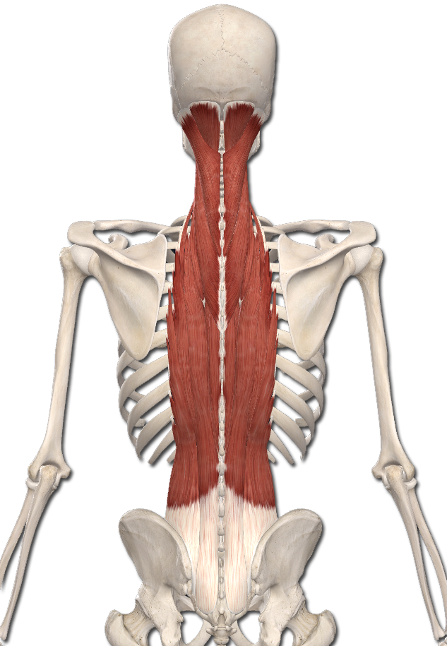 Mm. Erector Spinae