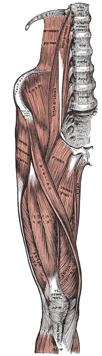 M. Quadriceps femoris