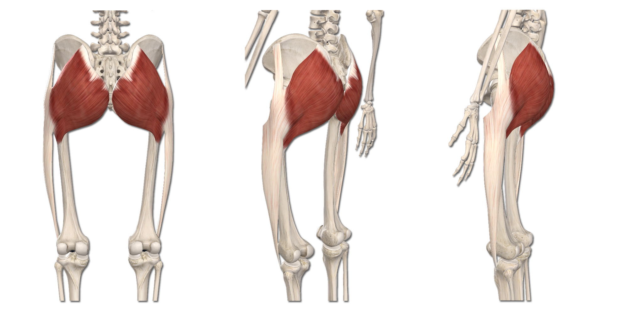 M. Gluteus maximus
