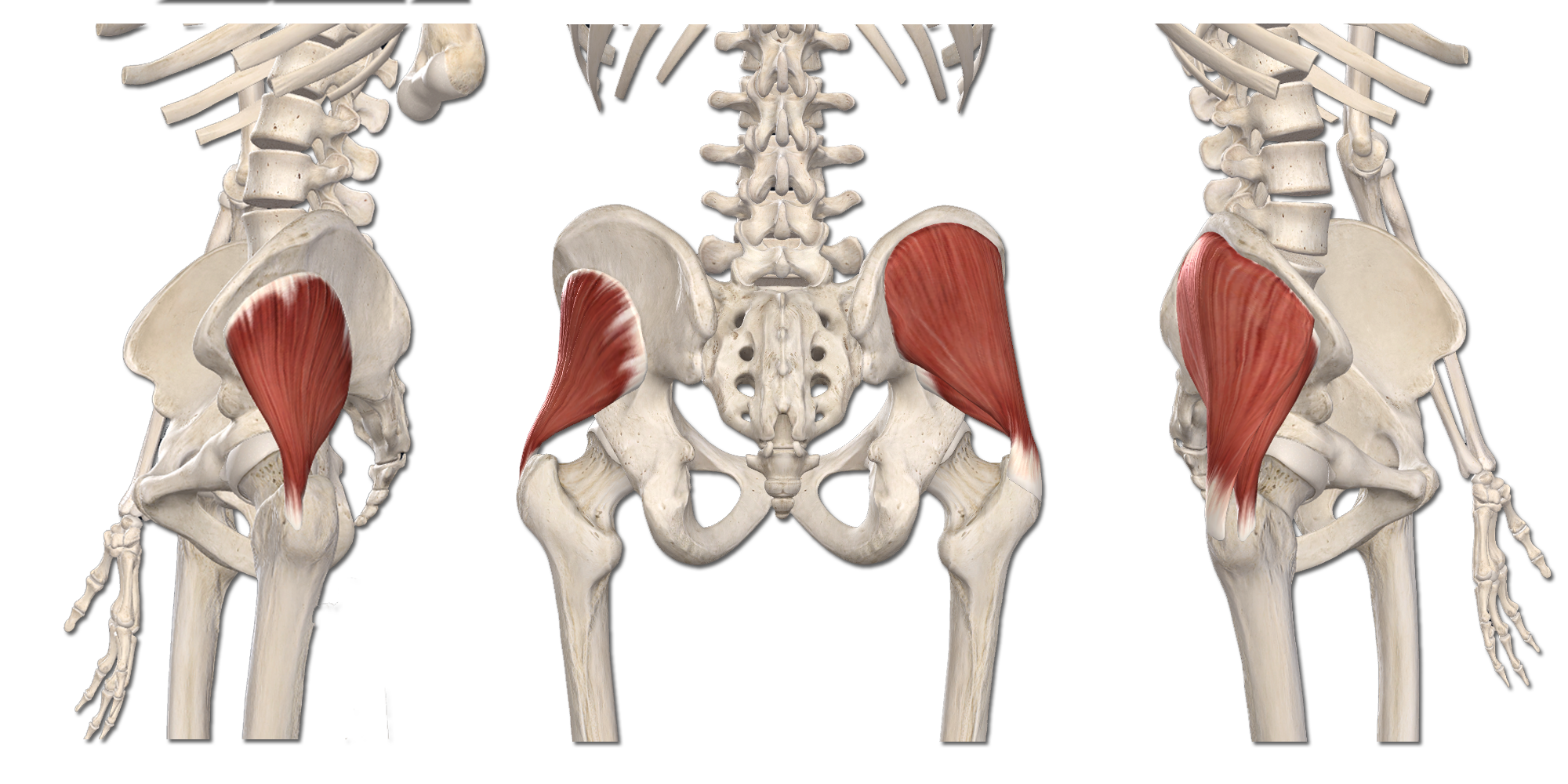 M. Gluteus (Medius et Minimus)