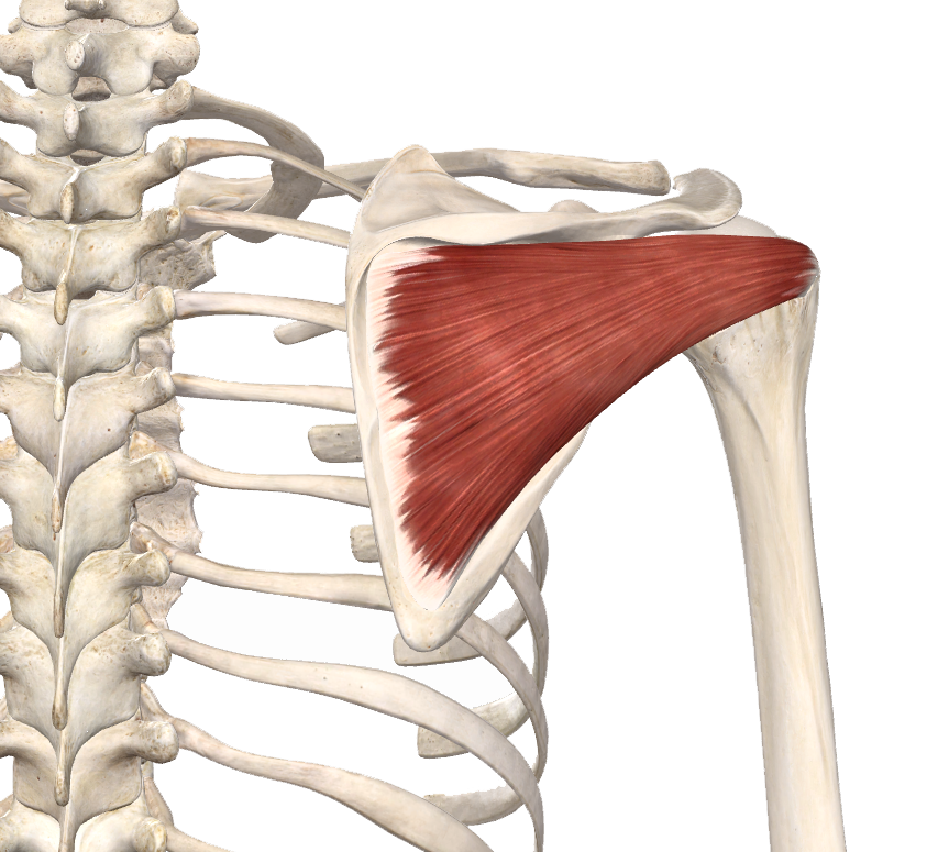 M. Infraspinatus