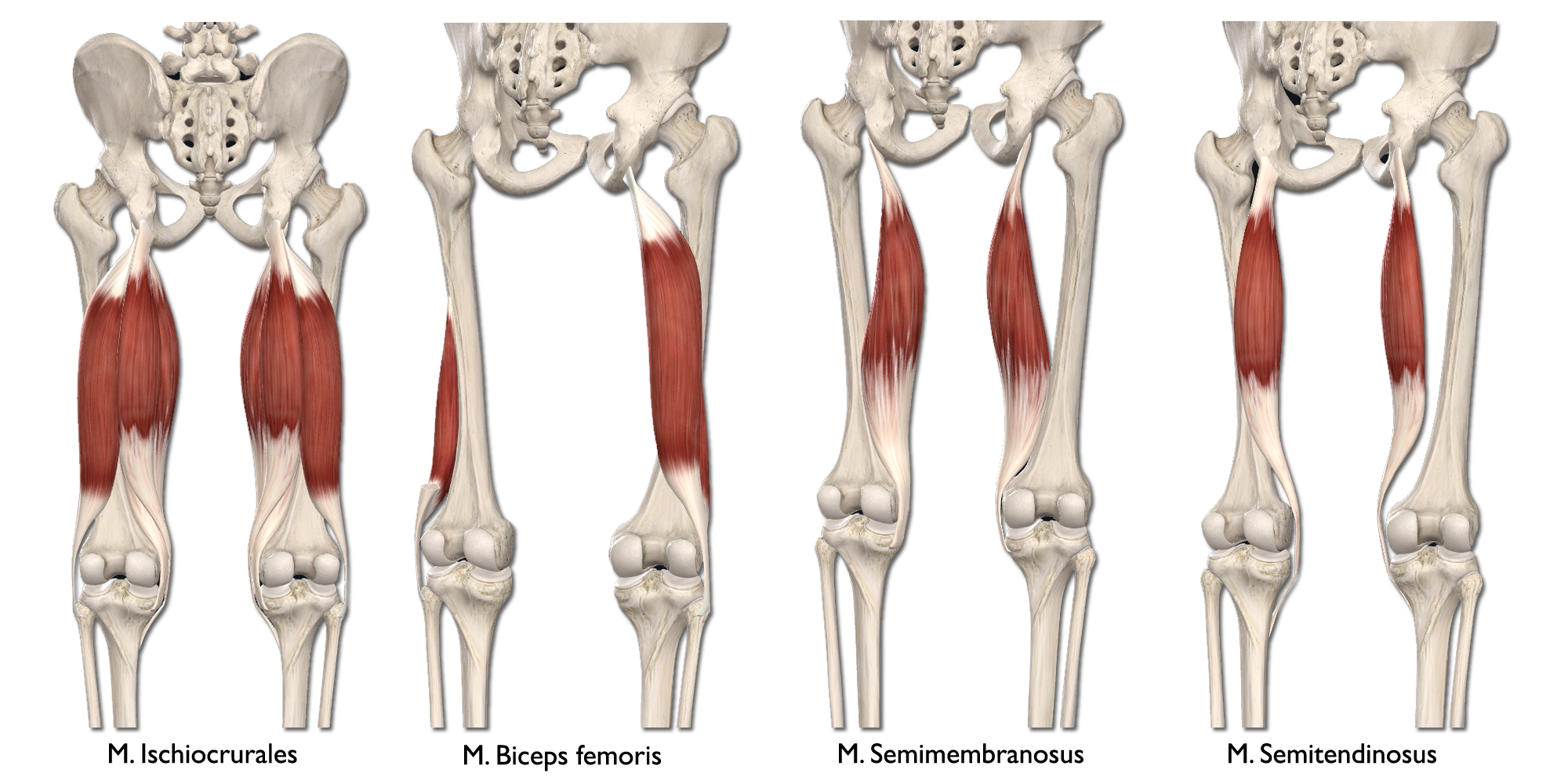 M. Ischiocrurales (Hamstring)
