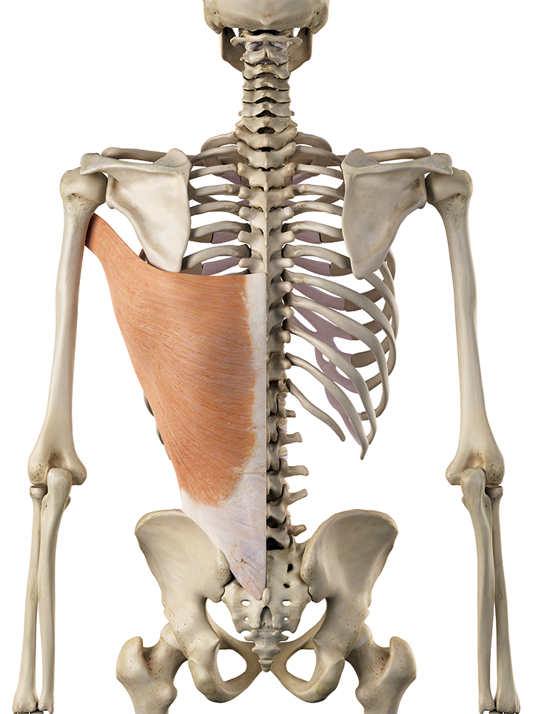 M. Latissimus dorsi