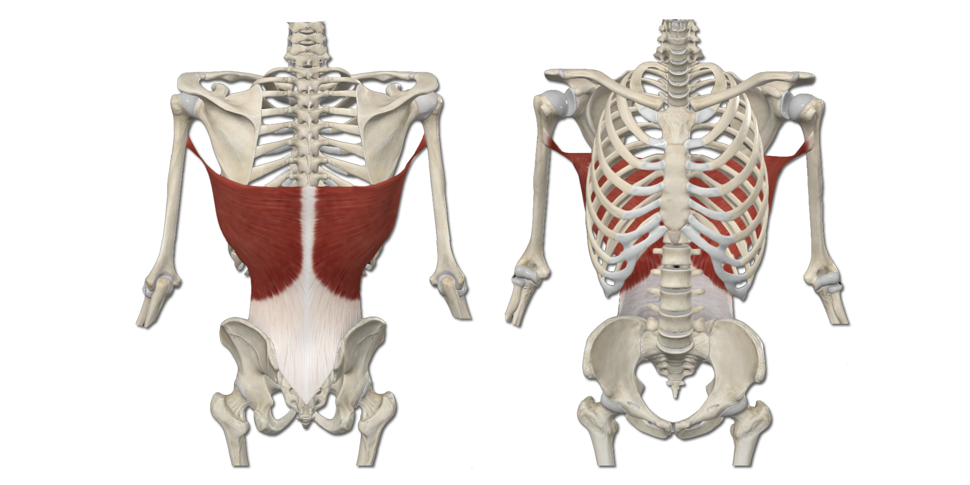 M. Latissimus dorsi