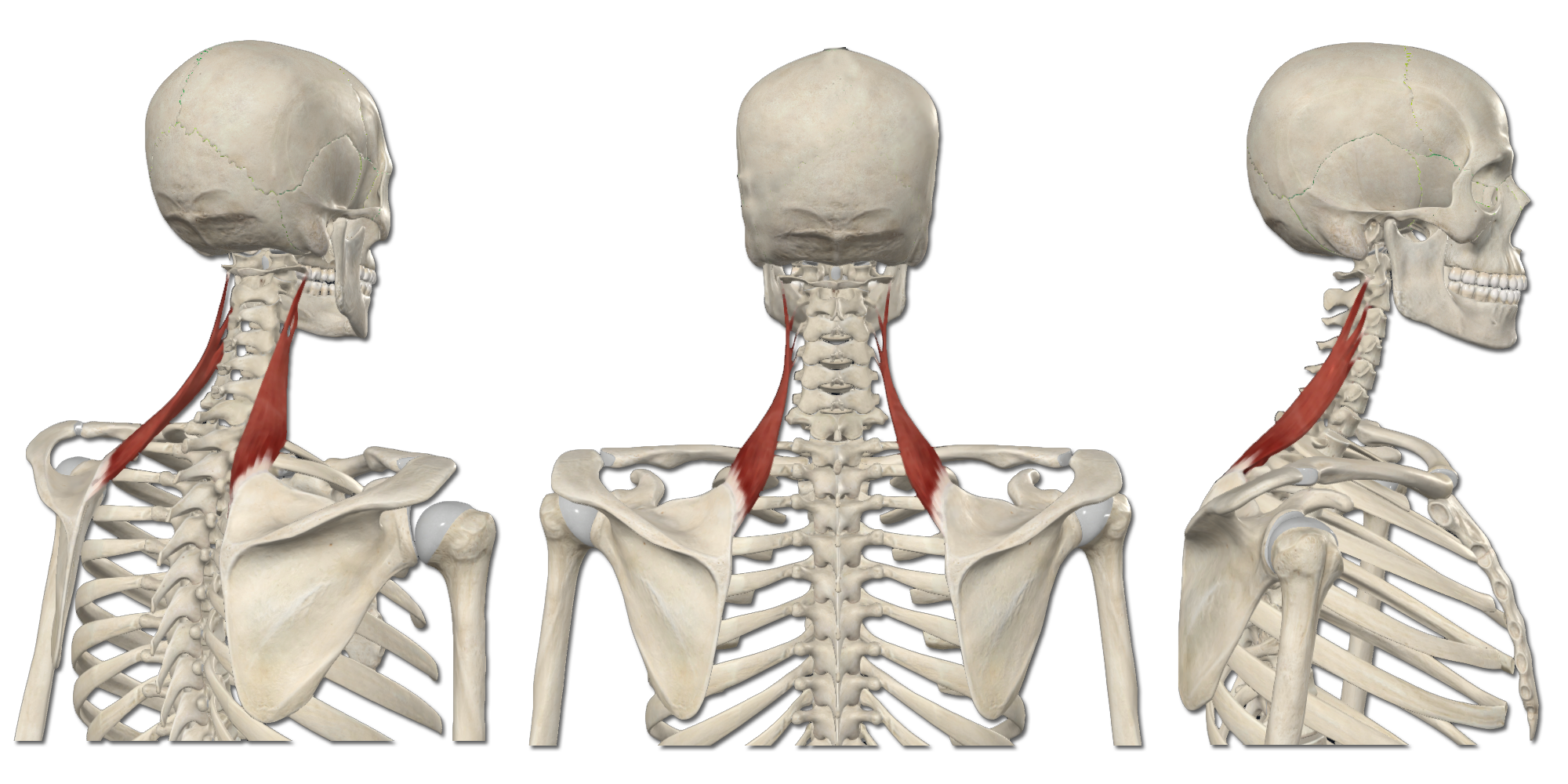 M. Levator scapula