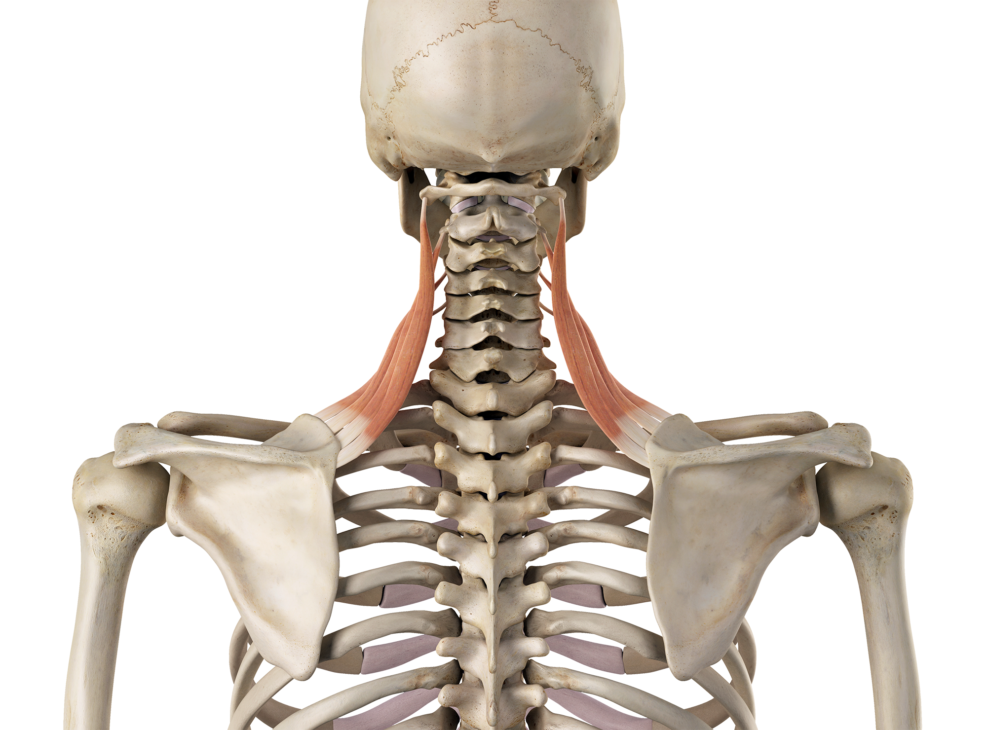 M. Levator scapula
