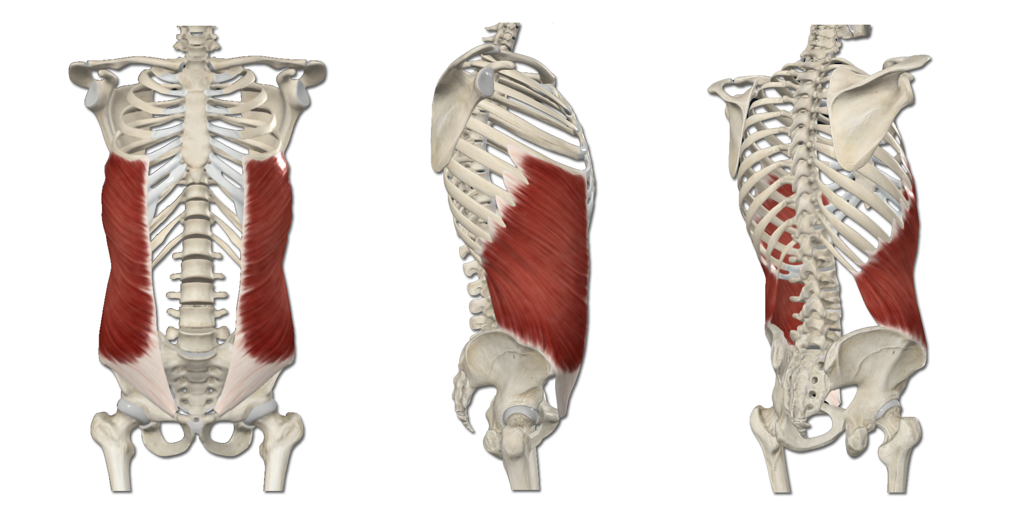 M. Obliquus externus abdominis