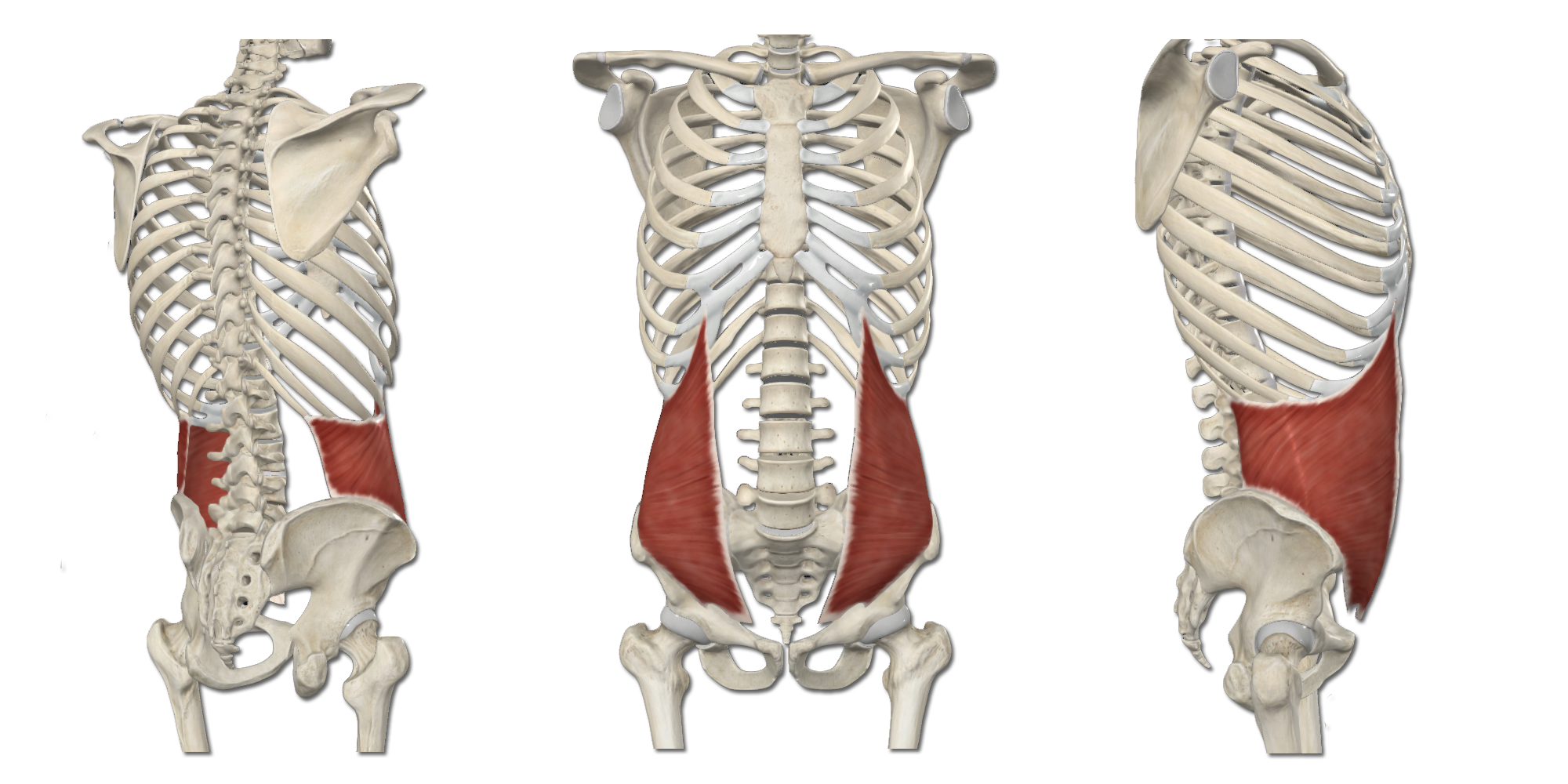 M. Obliquus internus abdominis