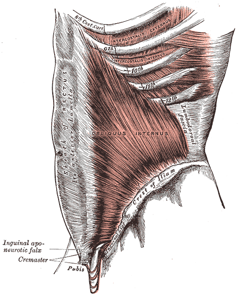 M. Obliquus internus abdominis