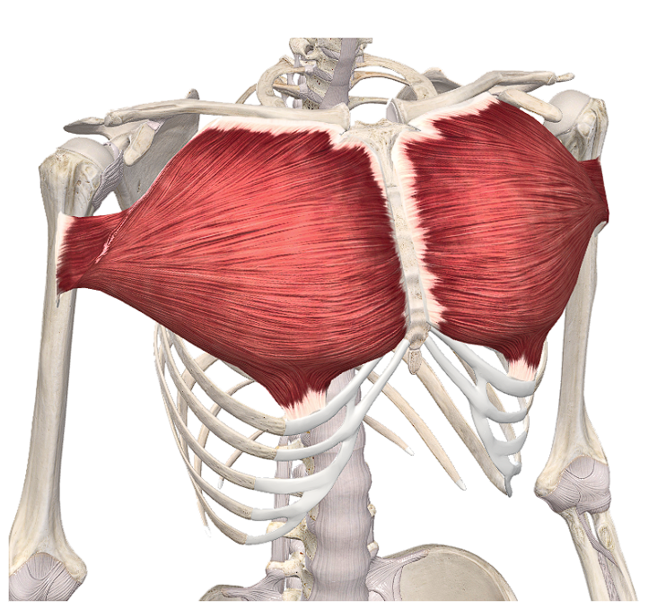 M. Pectoralis major