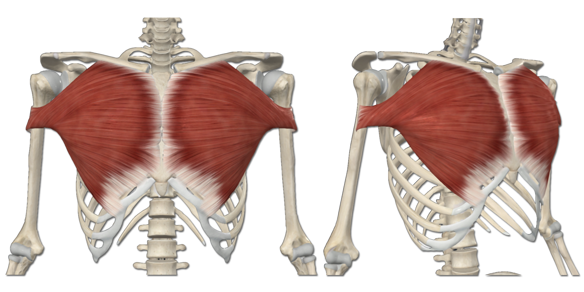 M. Pectoralis major