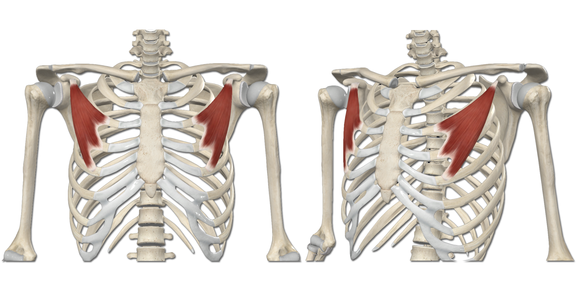 M. Pectoralis minor