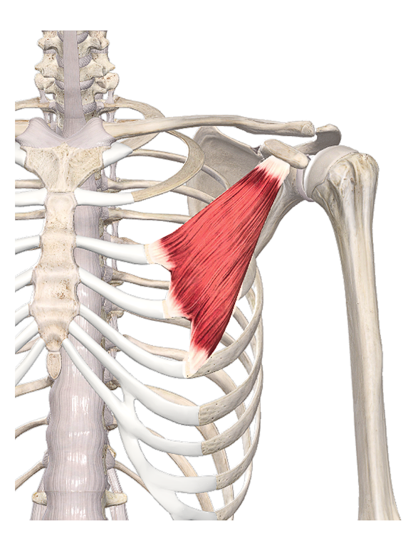 M. Pectoralis minor