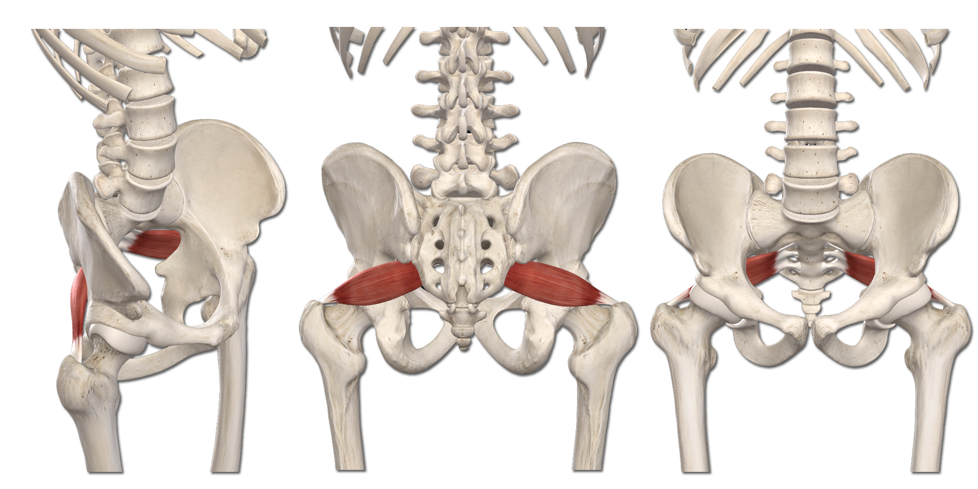 M. Piriformis