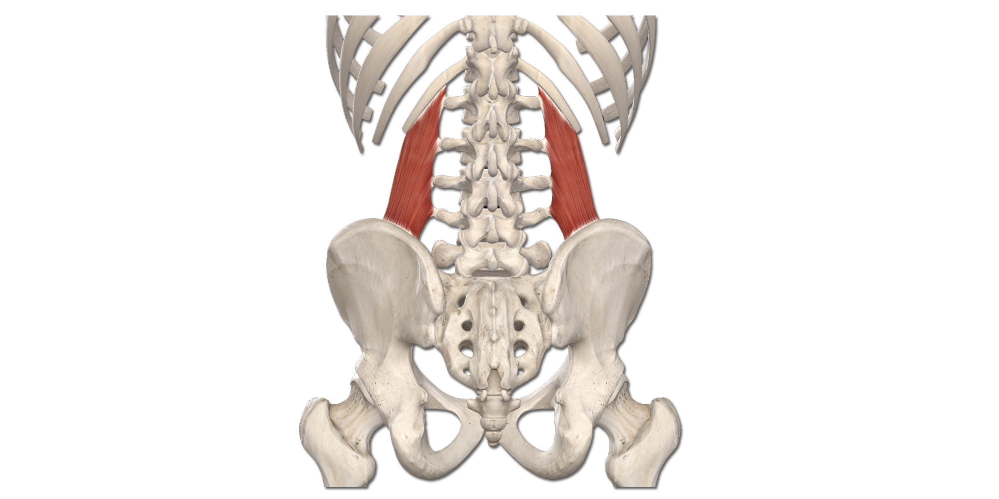 M. Quadratus lumborum