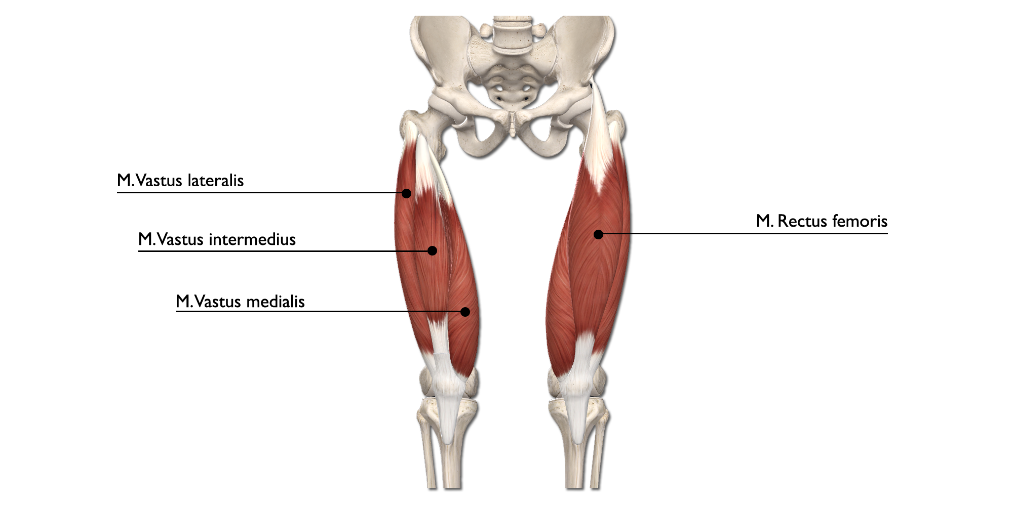 M. Quadriceps femoris