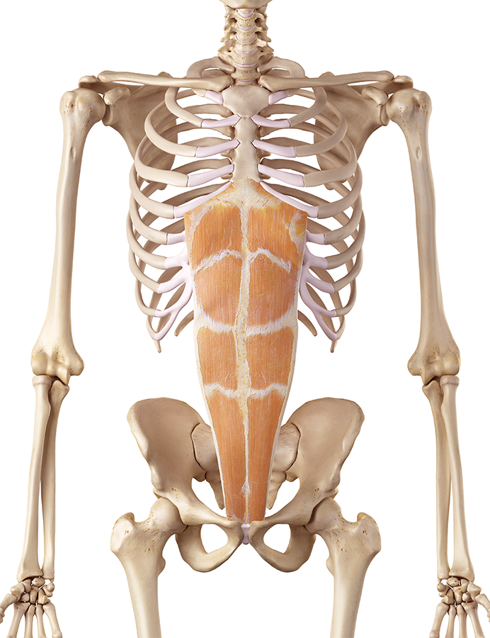 M. Rectus abdominis