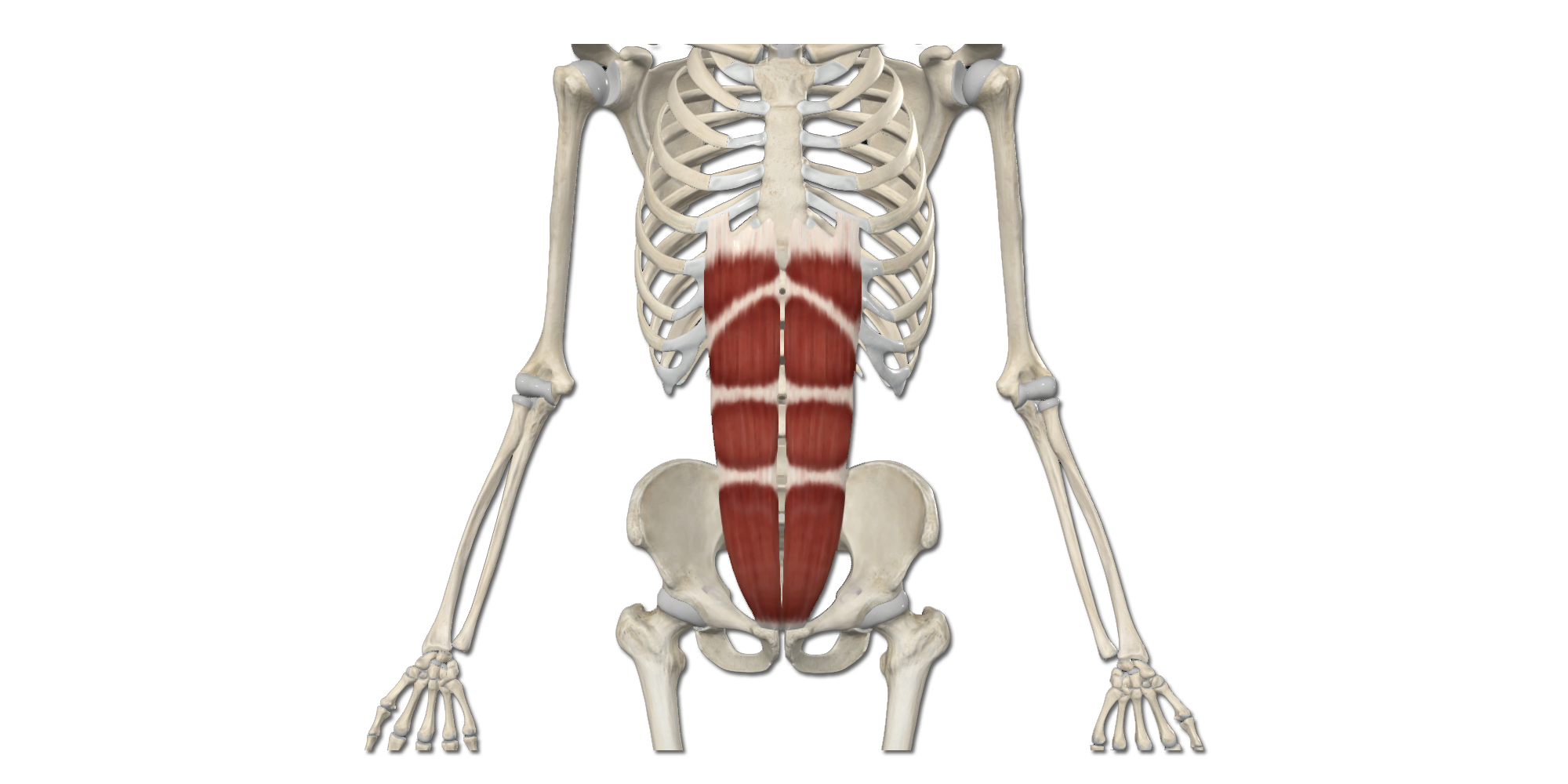 M. Rectus abdominis