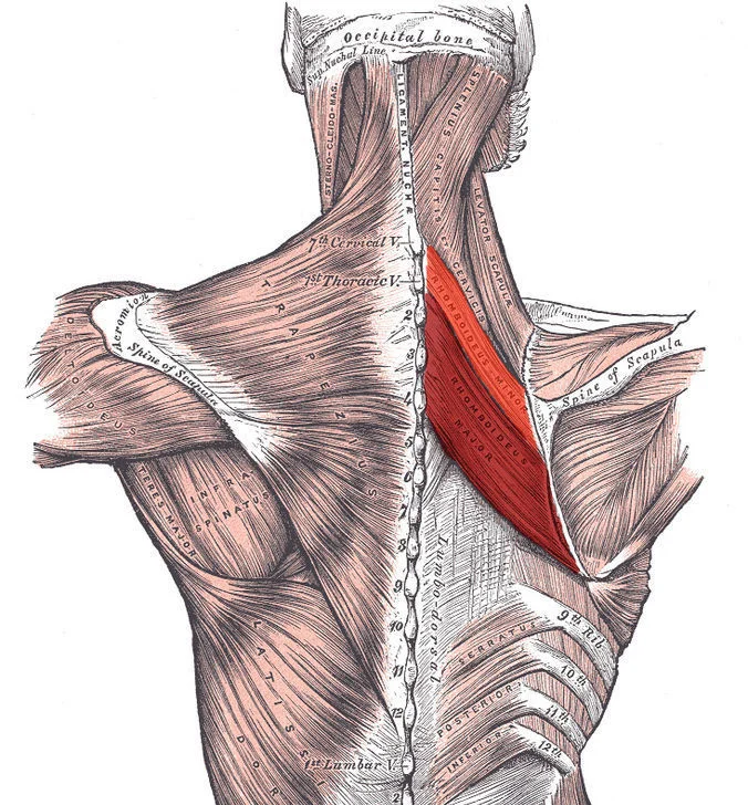 M. Rhomboideus (Minor et Major)