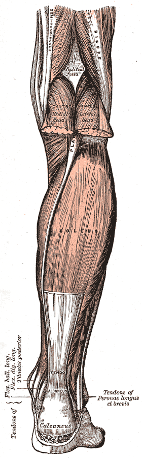 M. Soleus