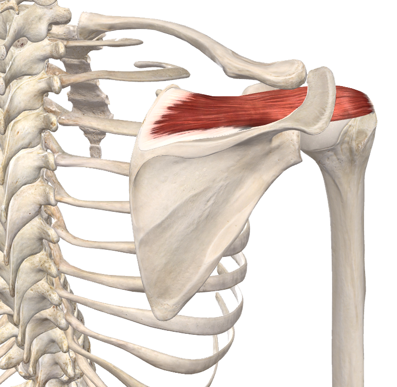 M. Supraspinatus