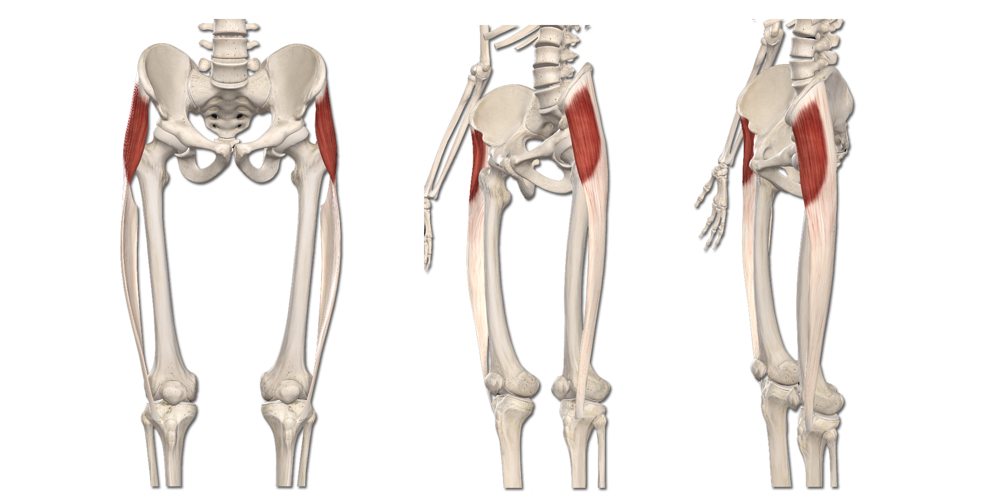 M. Tensor fascia latae