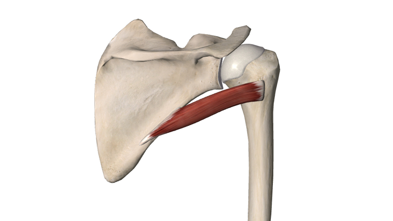 M. Teres minor