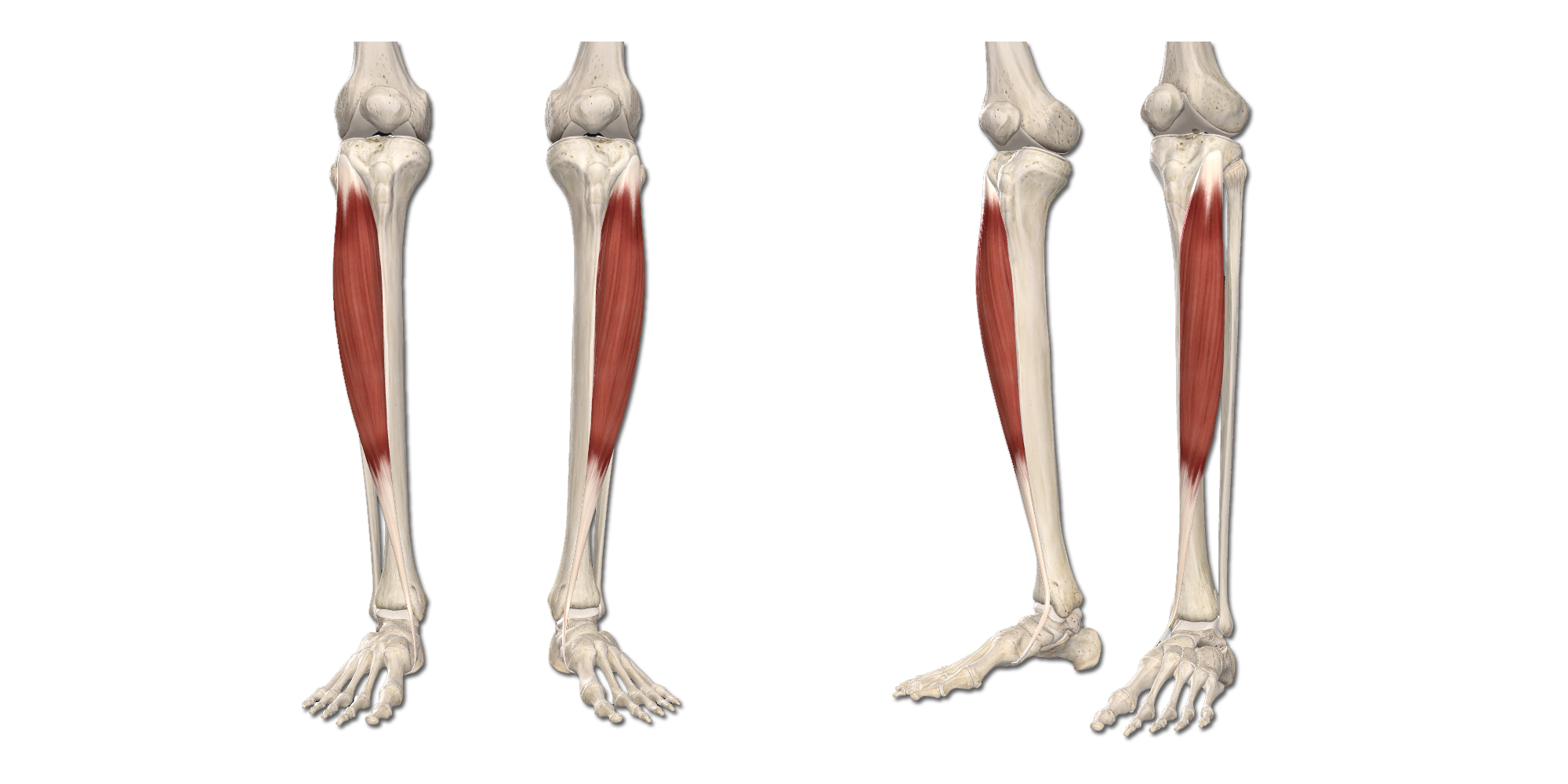 M. Tibialis anterior