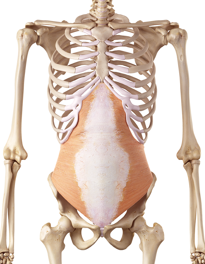 M. Transversus abdominis